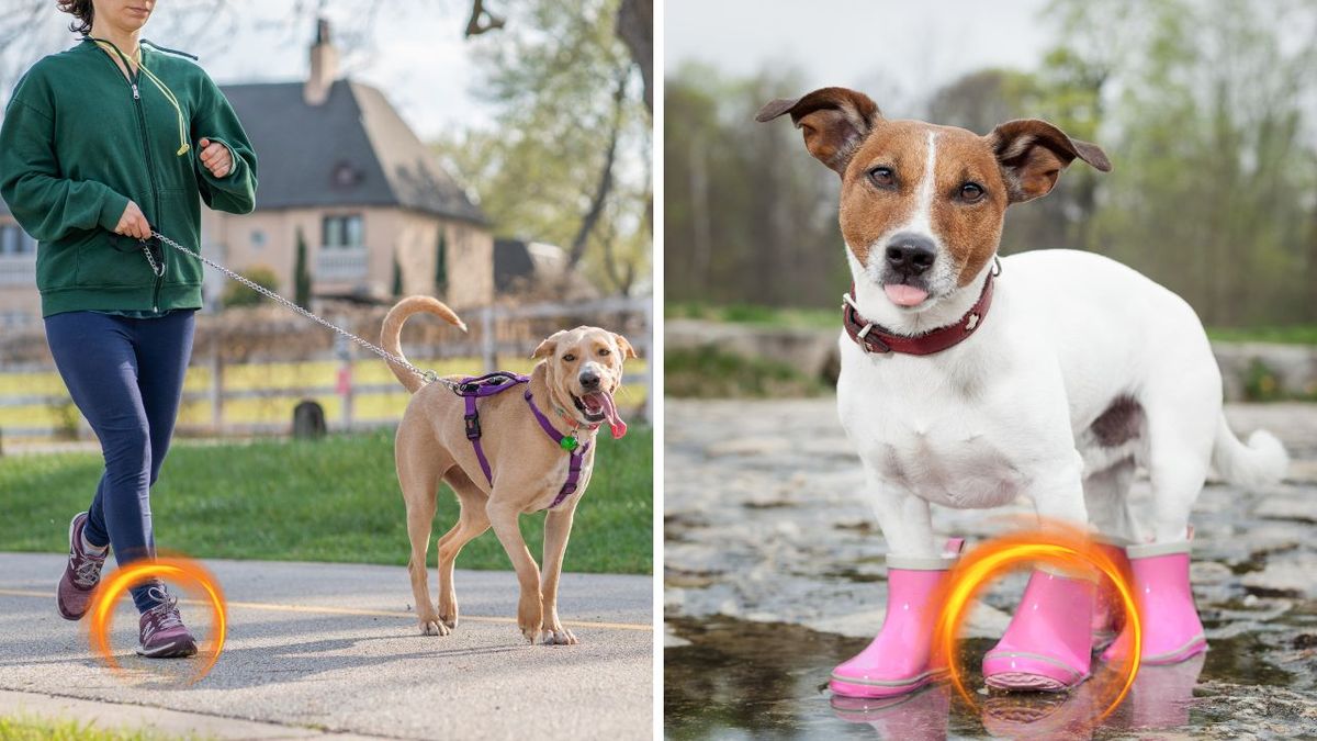 Feast at a Healthy Pace: Top Slow Feeder Dog Bowls for Delighted and Well-Nourished Pooches