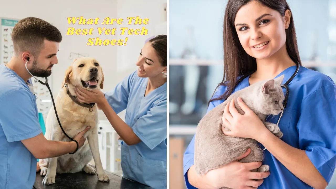 Best Shoes For Vet Techs: An Essential Guide in 2023|Best vet tech shoes