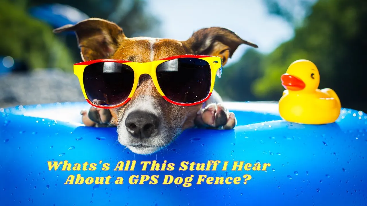 The Top 5 GPS Dog Fences for 2023: Keep Your Pet Safe!