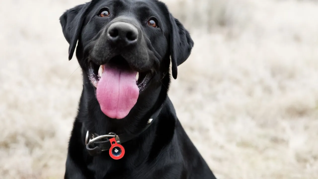 Can You Put an AirTag on a Dog Collar?