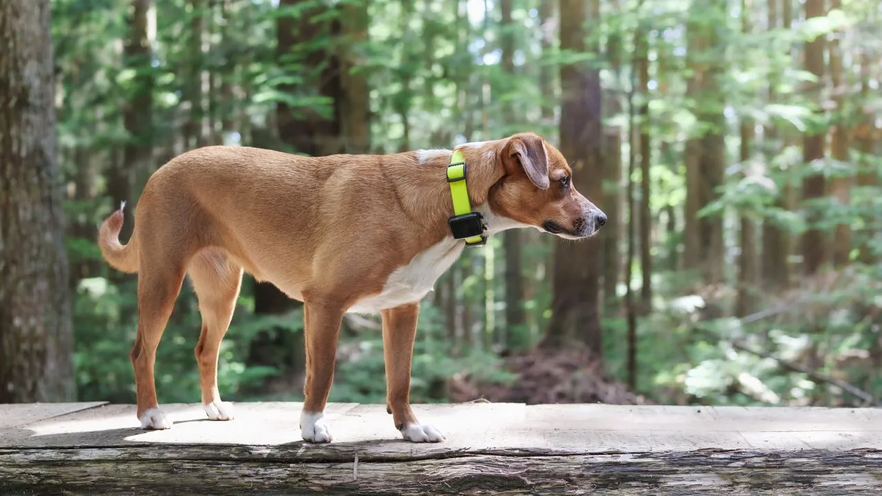 Do GPS Dog Fences Work in Rural Areas