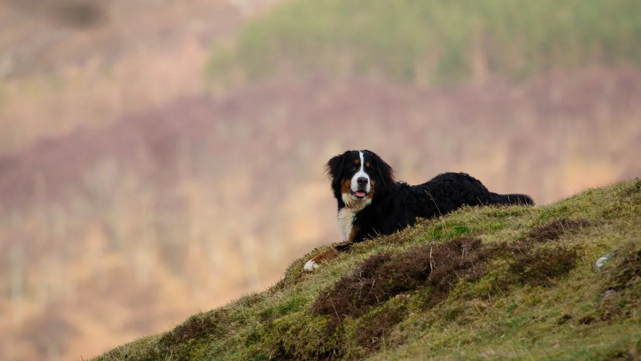 Do Wireless Dog Fences Work on Hills?