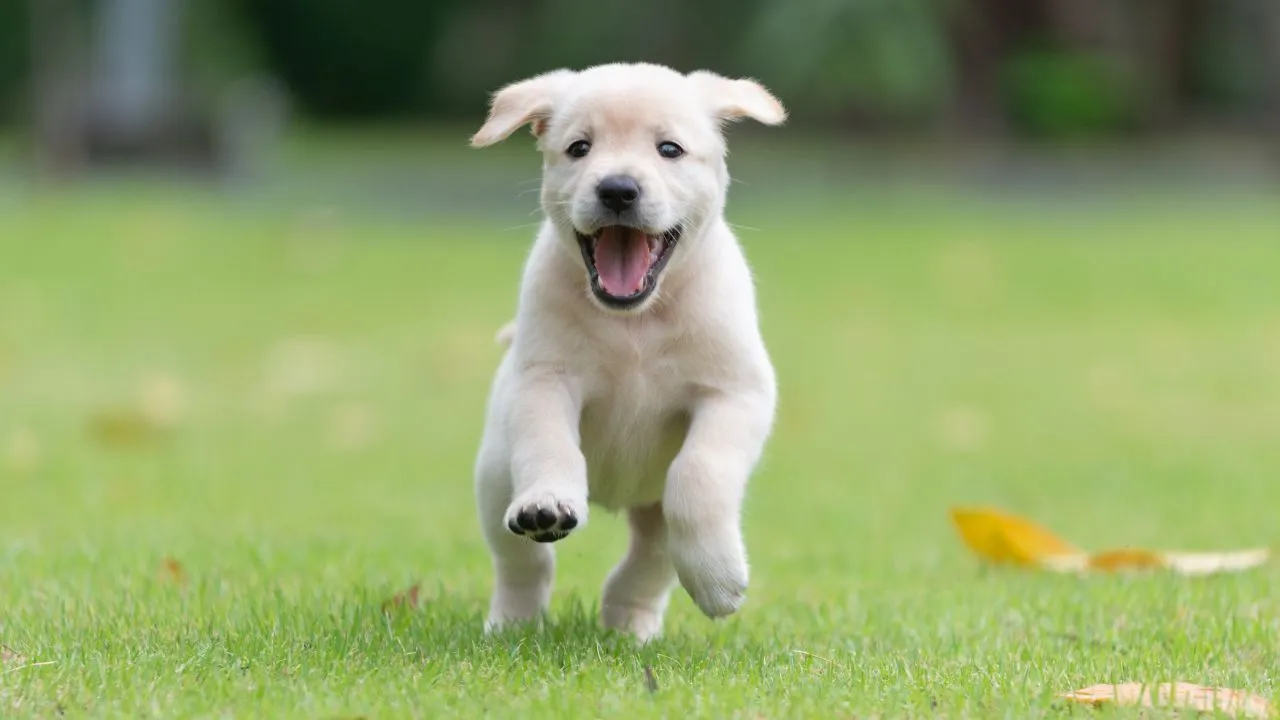 How much does a GPS invisible dog fence cost?