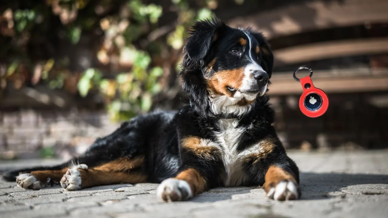 What is the range of Apple AirTag for dogs?