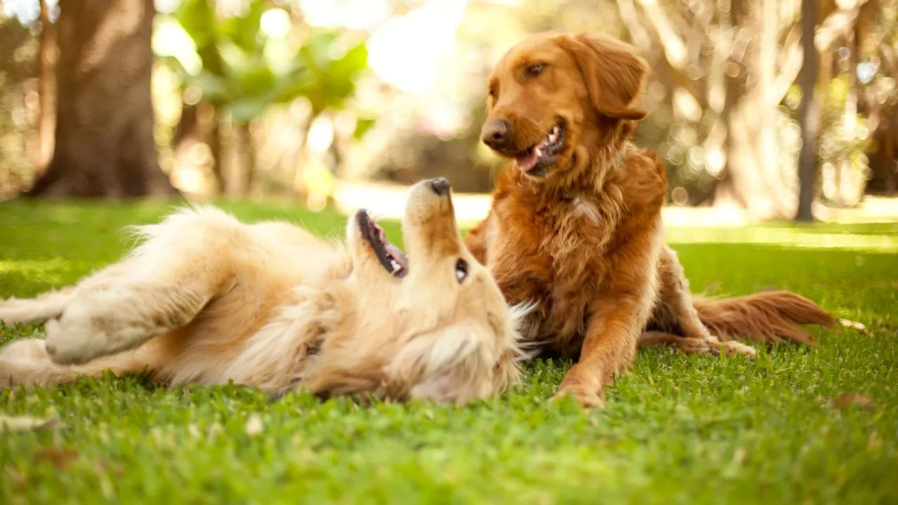 Why does Apple not recommend AirTags for pets?