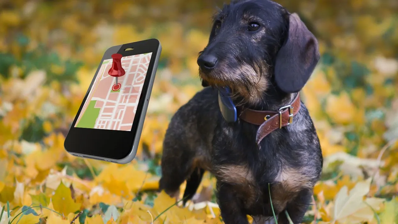 how does a gps dog fence work?