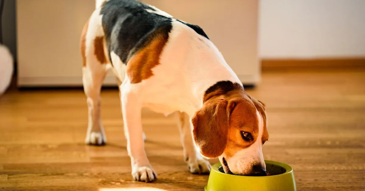 Feast at a Healthy Pace: Top Slow Feeder Dog Bowls for Delighted and Well-Nourished Pooches